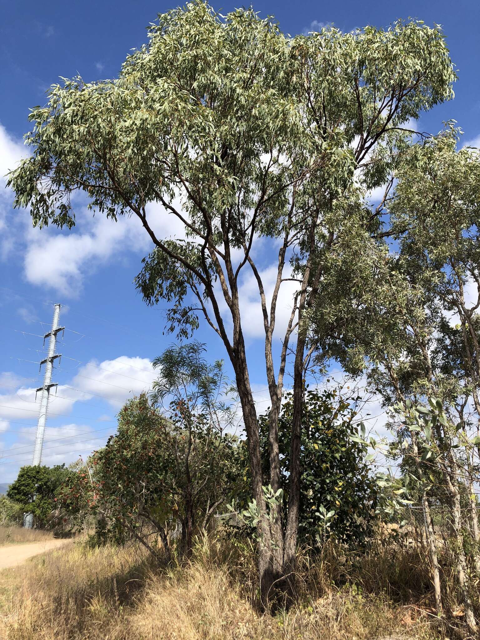 Sivun Eucalyptus drepanophylla F. Müll. ex Benth. kuva