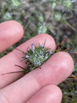 Image de Eriastrum abramsii (Elmer) Mason