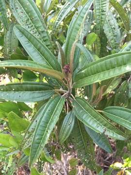 Image de Miconia bicolor (Mill.) Triana