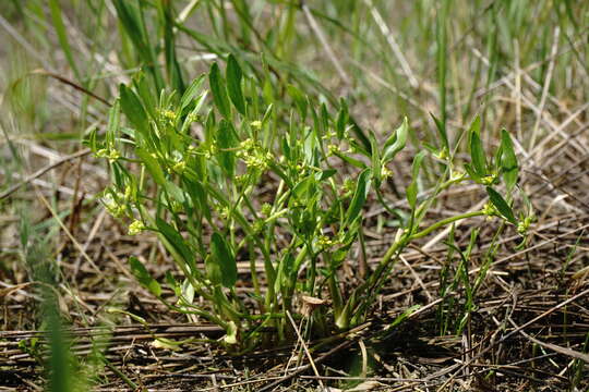 Image of Ranunculus lateriflorus DC.