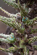 Puya alpestris subsp. zoellneri Zizka, J. V. Schneid. & Novoa的圖片