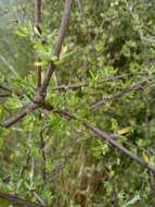 Image of Olearia bullata H. D. Wilson & P. J. Garnock-Jones