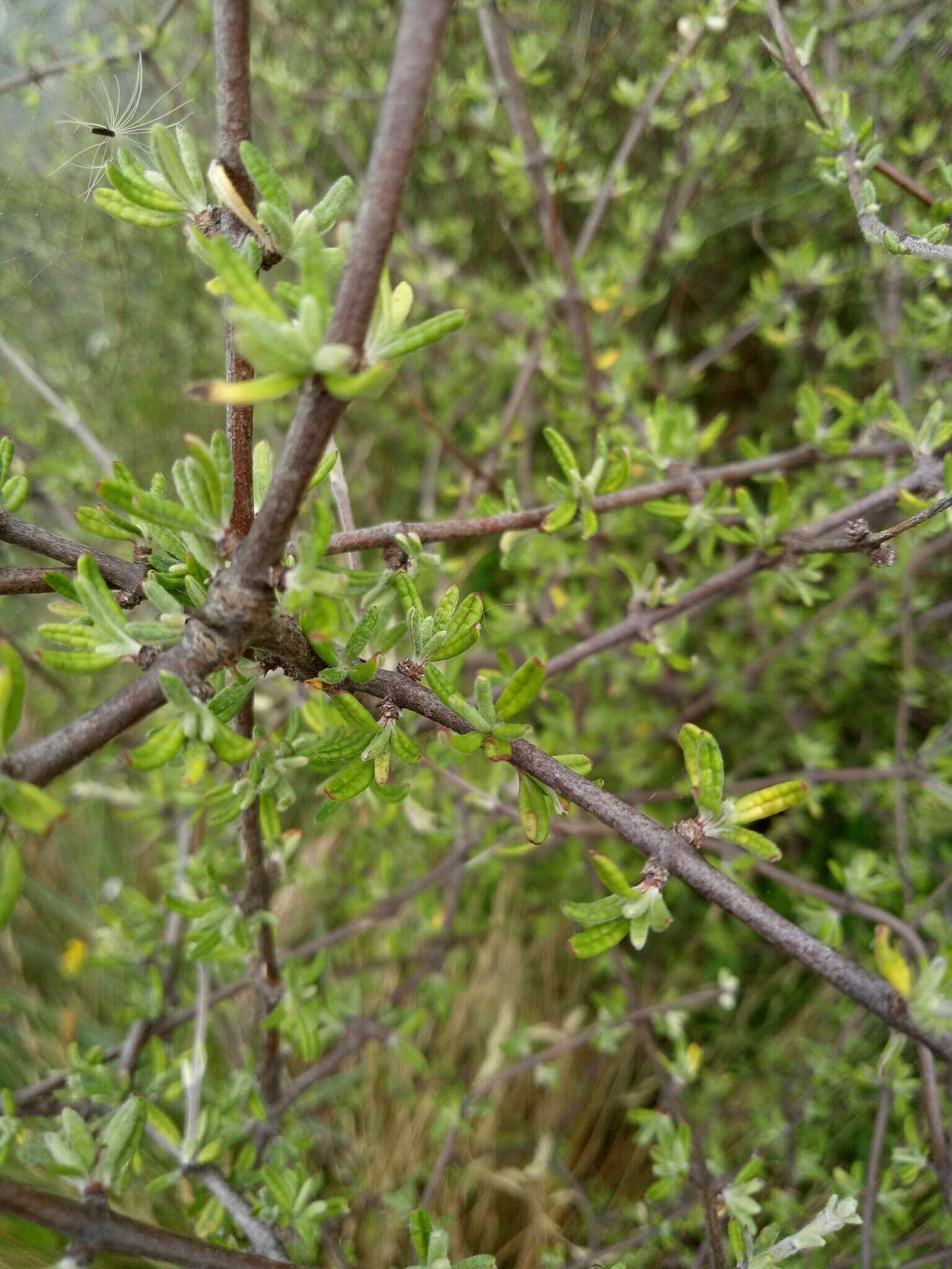 Imagem de Olearia bullata H. D. Wilson & P. J. Garnock-Jones