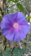 Image of Ipomoea orizabensis var. austromexicana J. A. Mc Donald