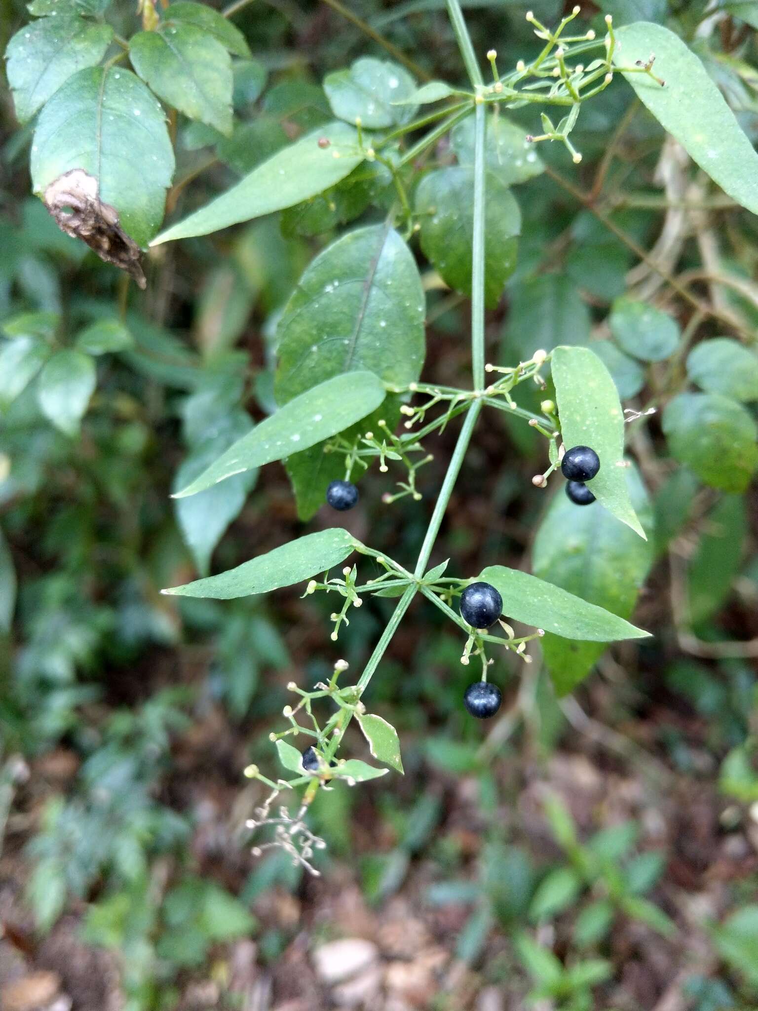 Image of Rubia linii J. M. Chao