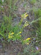 Oenothera clelandii W. Dietrich, P. H. Raven & W. L. Wagner的圖片