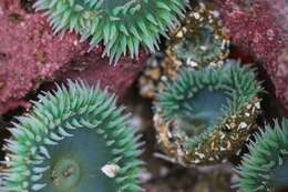 Image of giant green anemone