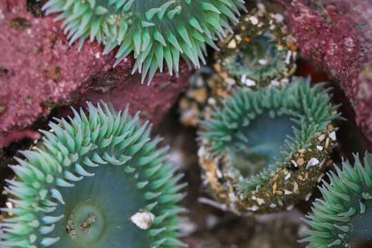 Image of giant green anemone