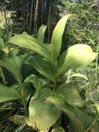 Image of False Green Hellebore