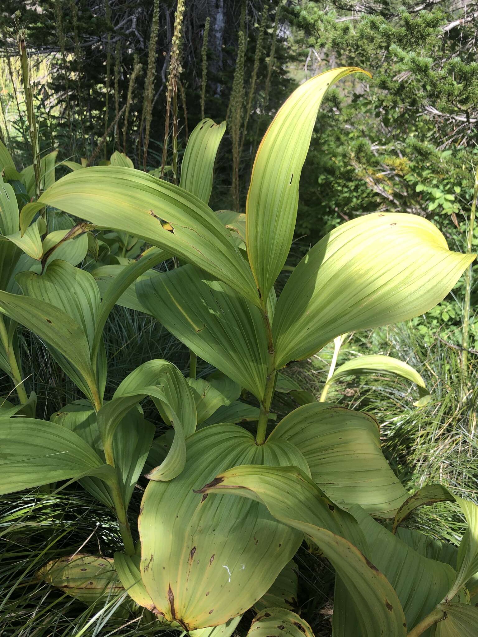 Image of False Green Hellebore