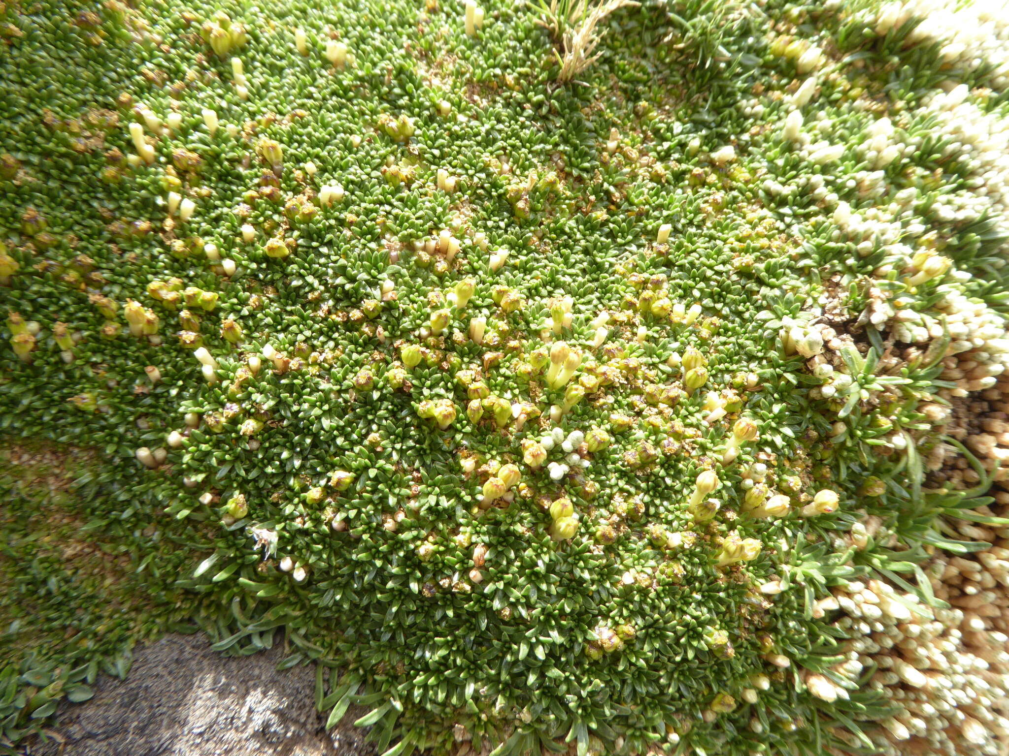 Image of Azorella diapensioides A. Gray