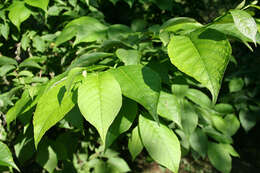 Image of Pterostyrax hispidus Sieb. & Zucc.