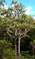 Image of Pandanus montanus Bory