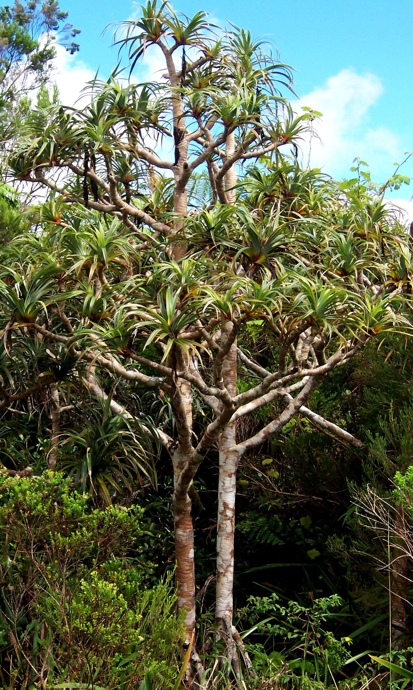 Image of Pandanus montanus Bory