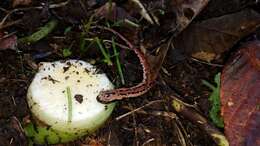 Image of Black-and-Gold Salamander