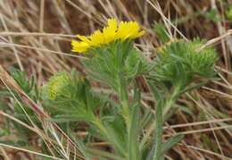 Image de Deinandra corymbosa (DC.) B. G. Baldwin