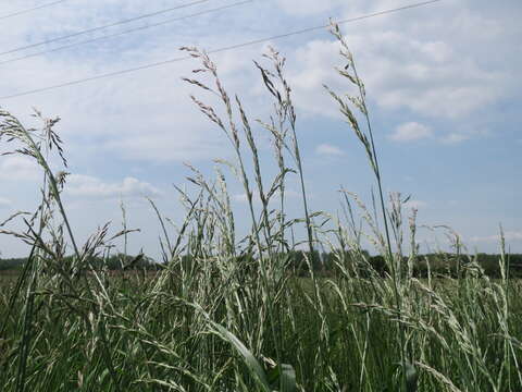 Image of Button Grass