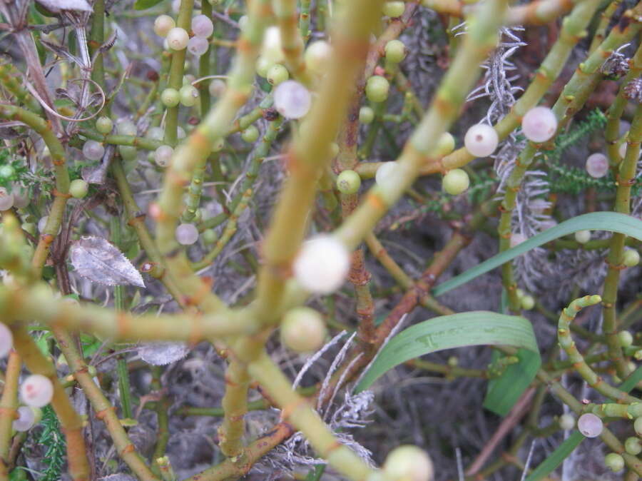 Image of Hooley Mistletoe