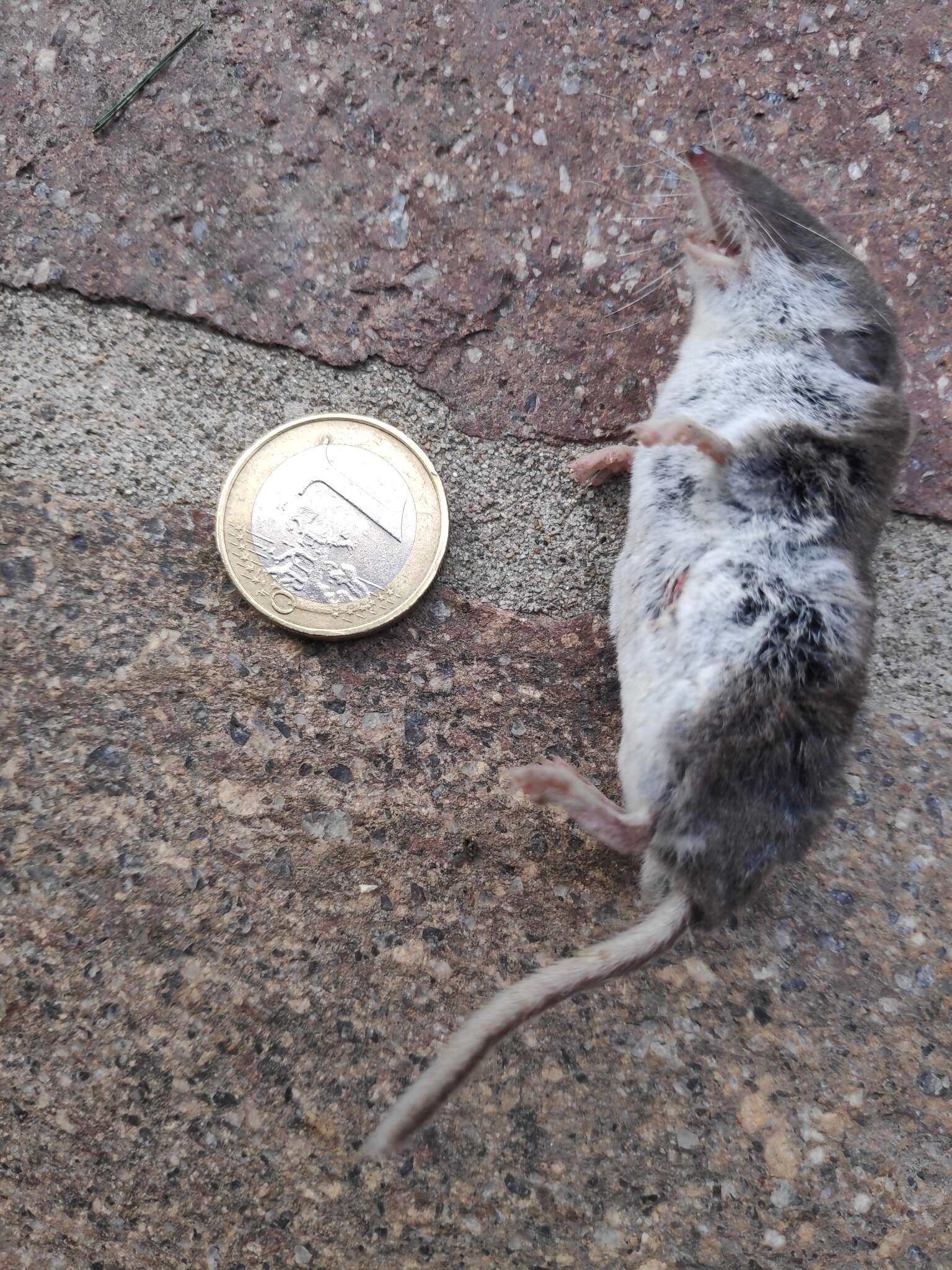 Image of bicoloured white-toothed shrew, bicoloured shrew