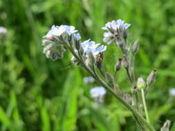 Слика од Myosotis arvensis (L.) Hill