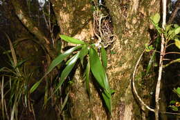 Image de Angraecum bracteosum Balf. fil. & S. Moore