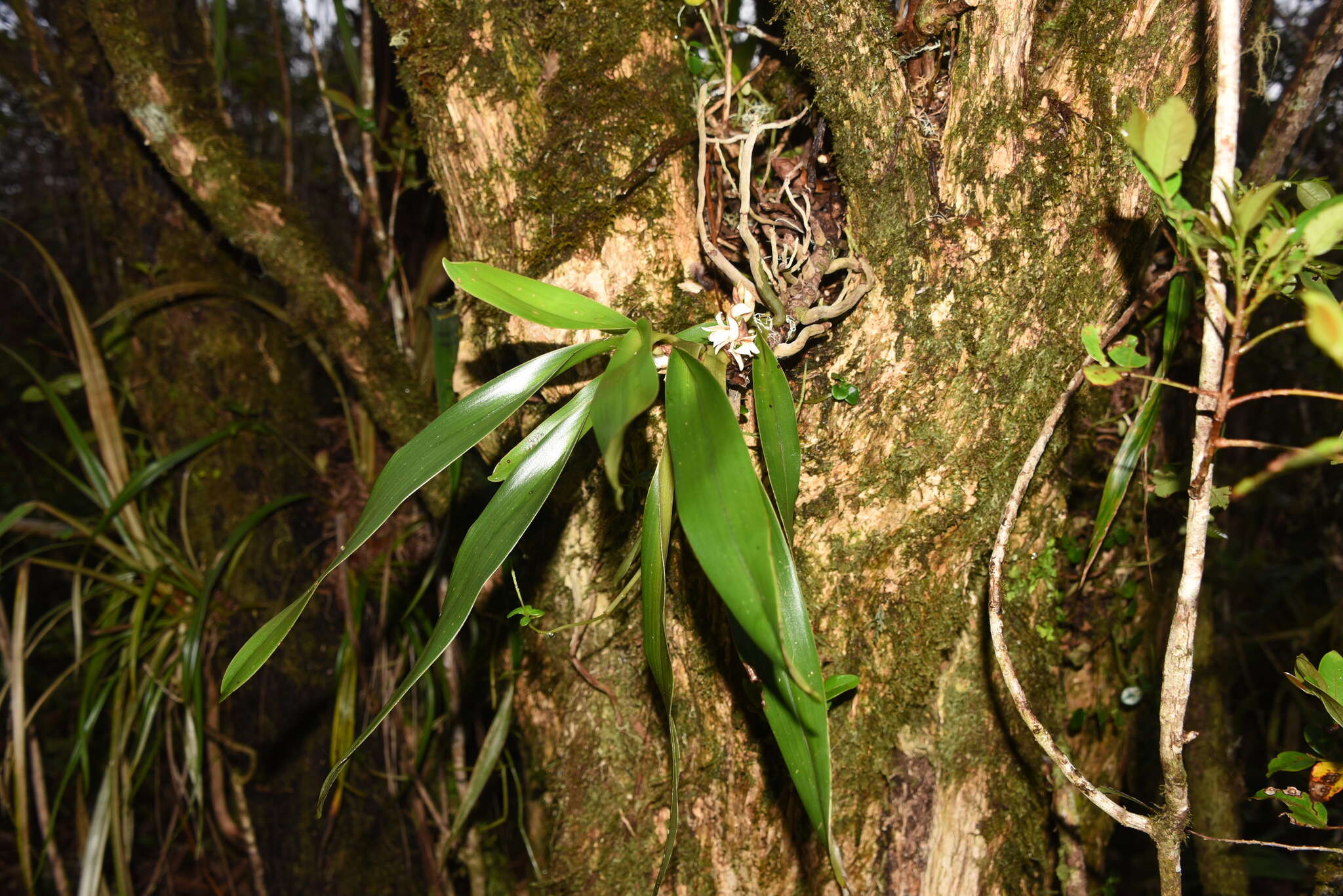 Imagem de Angraecum bracteosum Balf. fil. & S. Moore