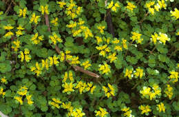 Plancia ëd Chrysosplenium pilosum var. sphaerospermum (Maxim.) Hara