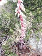 Image of Gasteria disticha (L.) Haw.