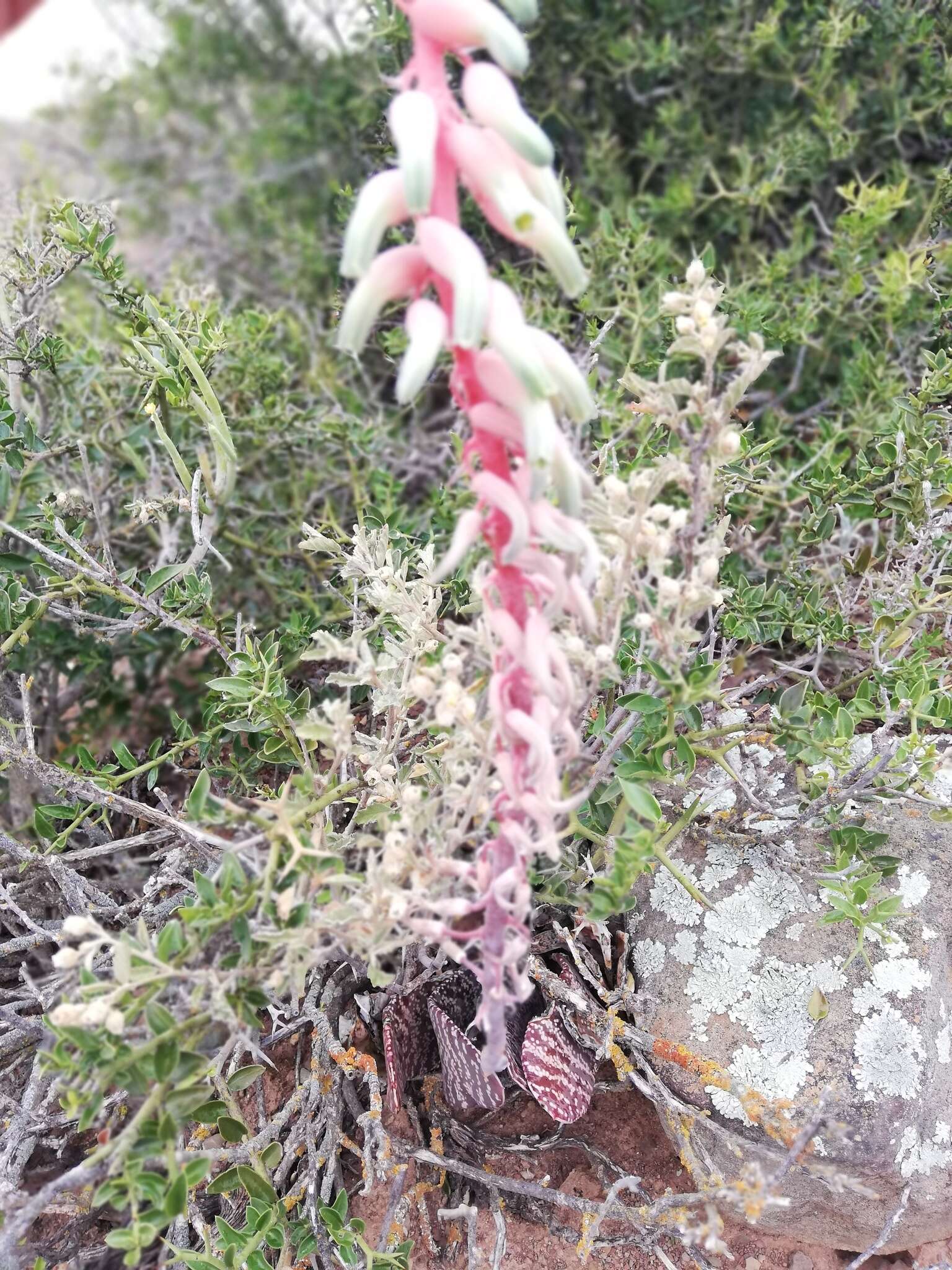 Image of Gasteria disticha (L.) Haw.