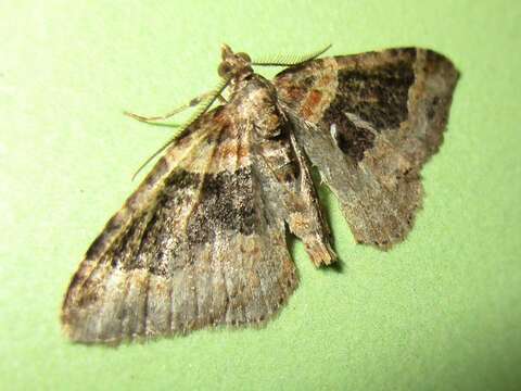 Image of dark-barred twin-spot carpet