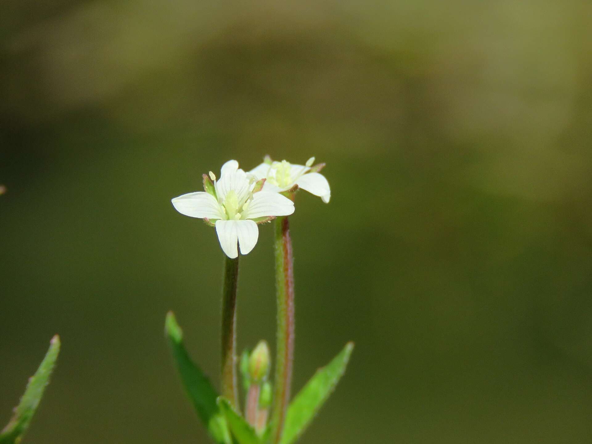 Imagem de Epilobium pseudorubescens A. K. Skvortsov