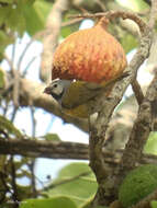 Image of Grey-headed Oliveback