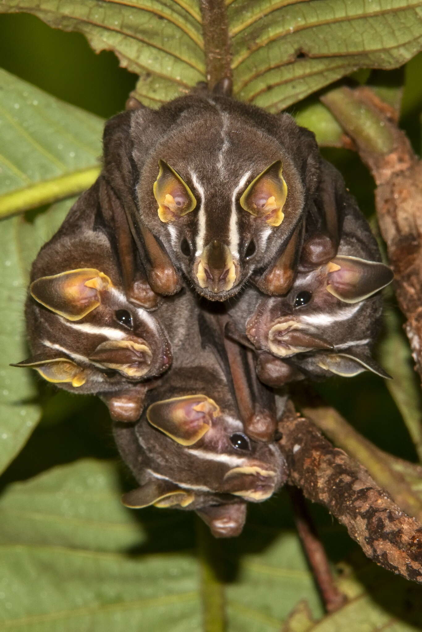 Image of Vampyriscus bidens (Dobson 1878)