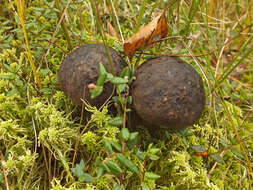 Image of Leccinum melaneum (Smotl.) Pilát & Dermek 1974