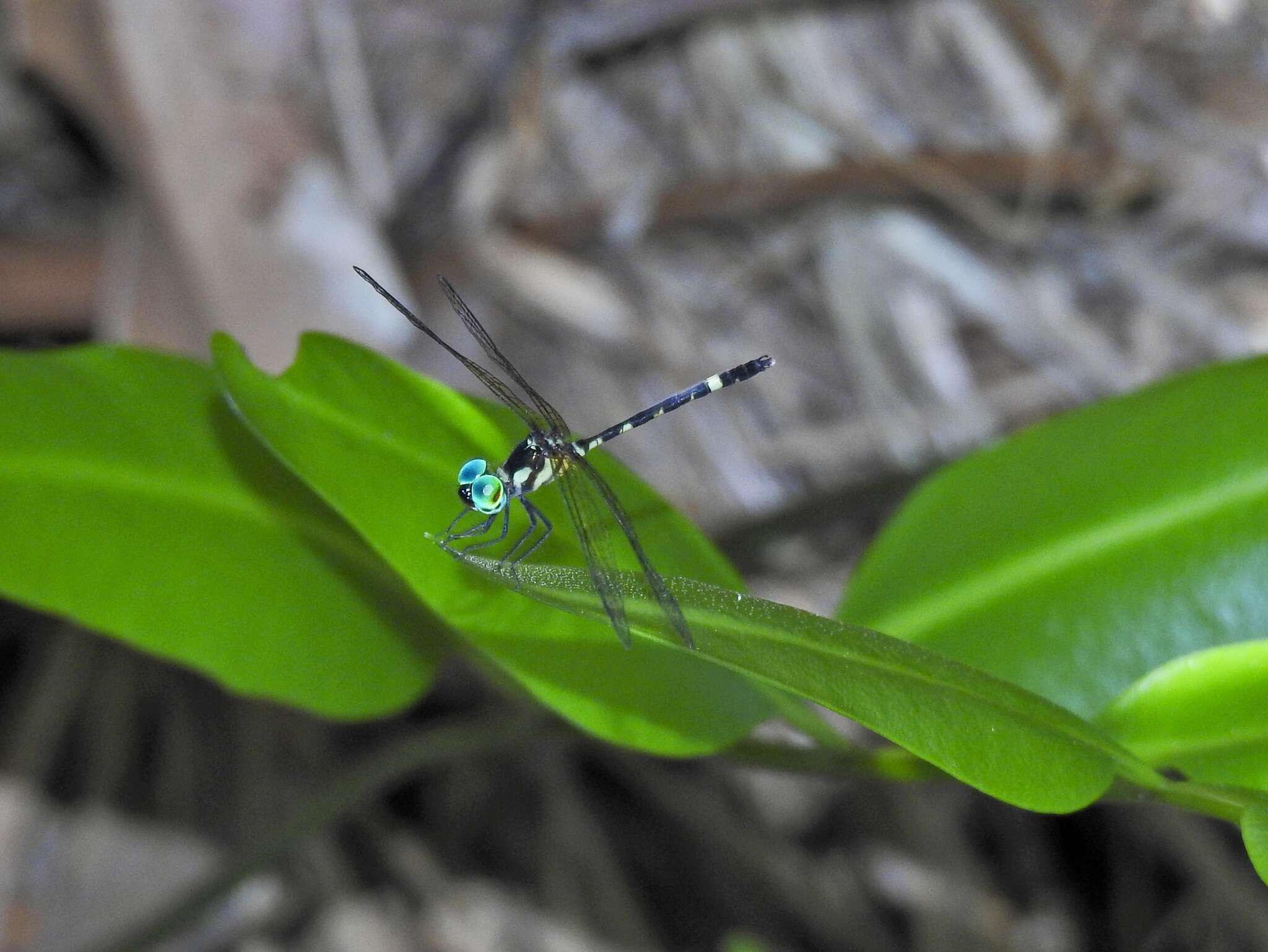 Tetrathemis irregularis cladophila resmi