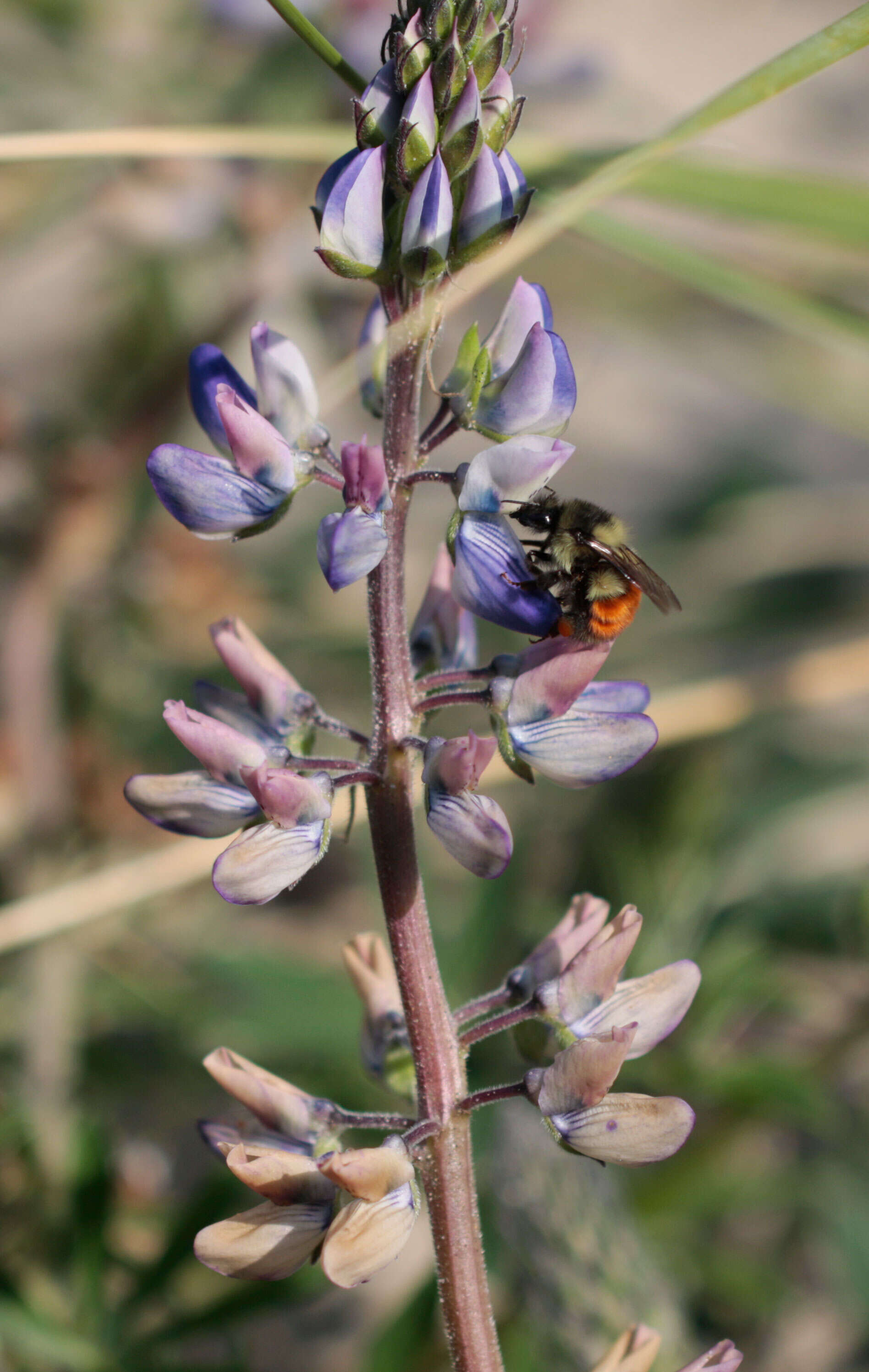 Image of Black Tail Bumble Bee