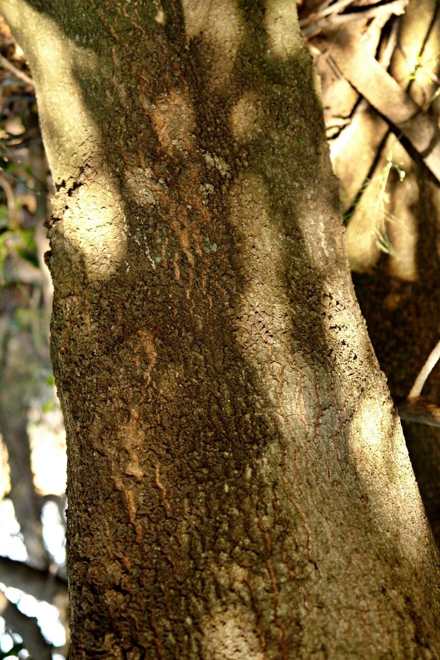 Image of Transvaal red milkwood