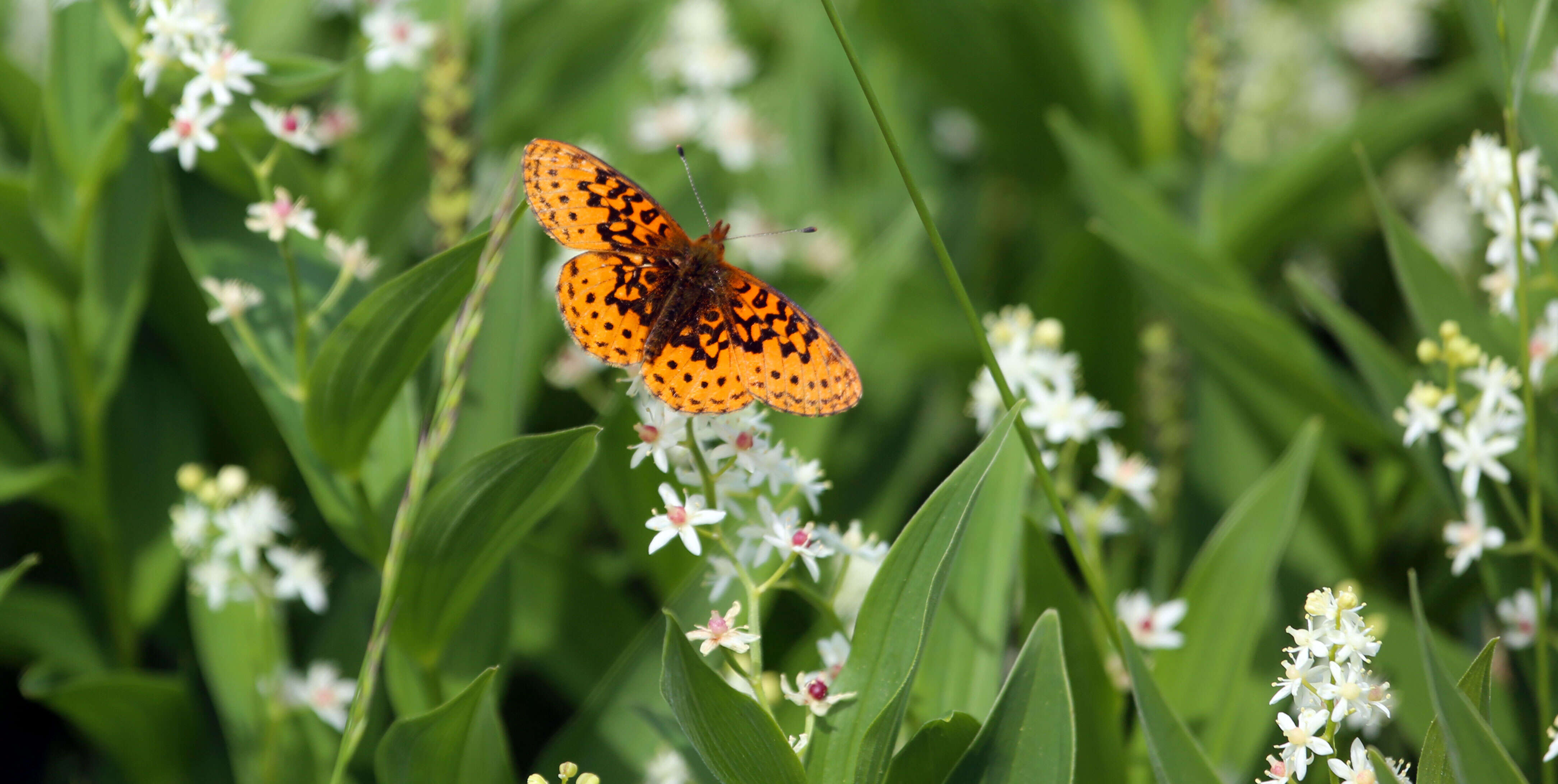 Image of Western Meadow Fritillary