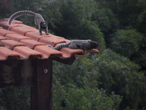 Image of Black-pencilled Marmoset