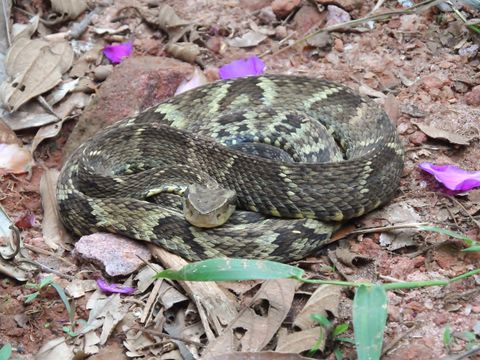 Image of <i>Bothrops jararaca</i>