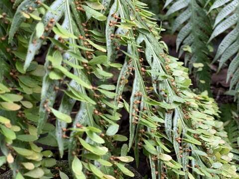 Image of Woodwardia prolifera Hook. & Arn.