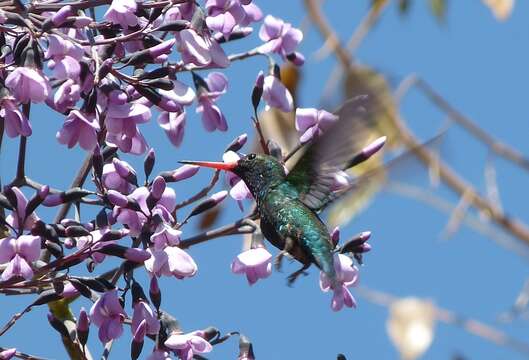 Image of Glittering-bellied Emerald