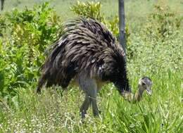 Image of Common Rhea