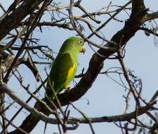 Image of Yellow-chevroned Parakeet