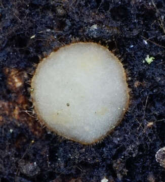 Trichophaea woolhopeia (Cooke & W. Phillips) Boud. 1885 resmi