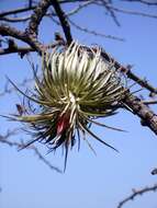 Image of Tillandsia atroviridipetala Matuda