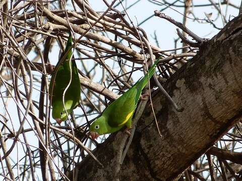 Image of Yellow-chevroned Parakeet