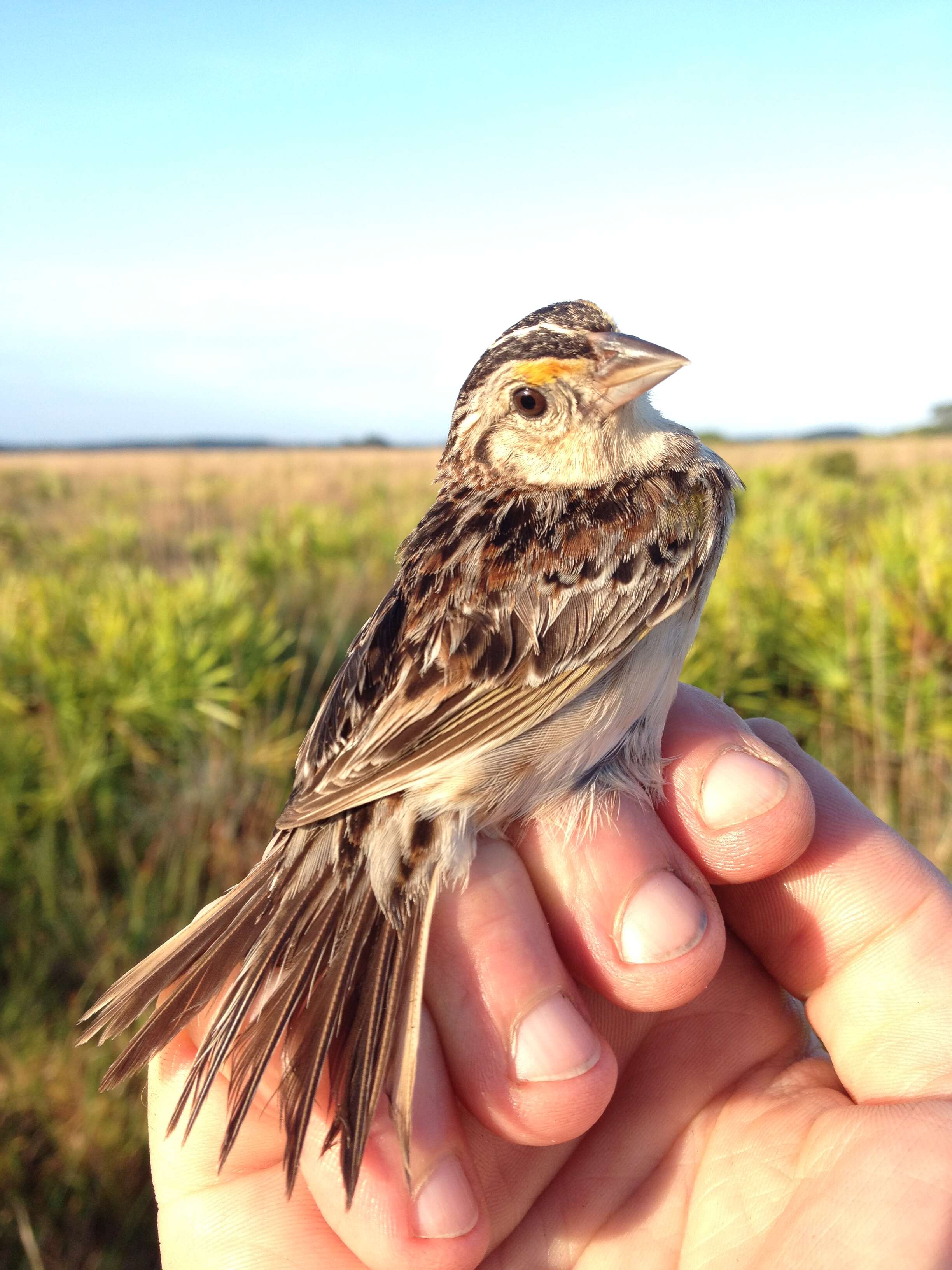 Image of Florida grasshopper sparrow