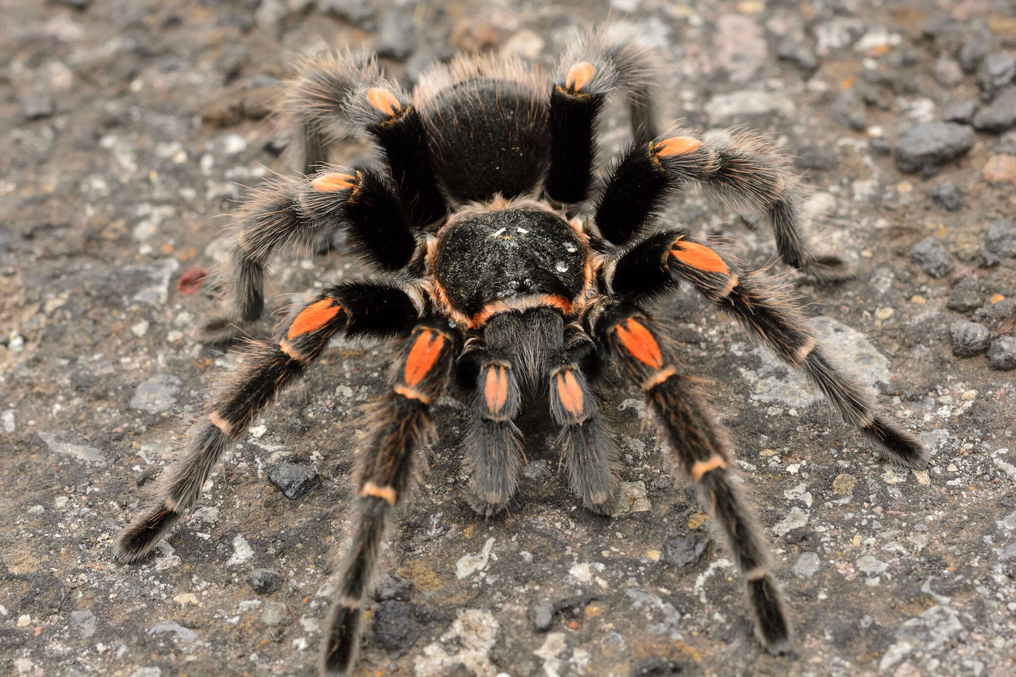 Image of Mexican flameknee tarantula