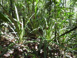 Bromelia fosteriana L. B. Sm.的圖片